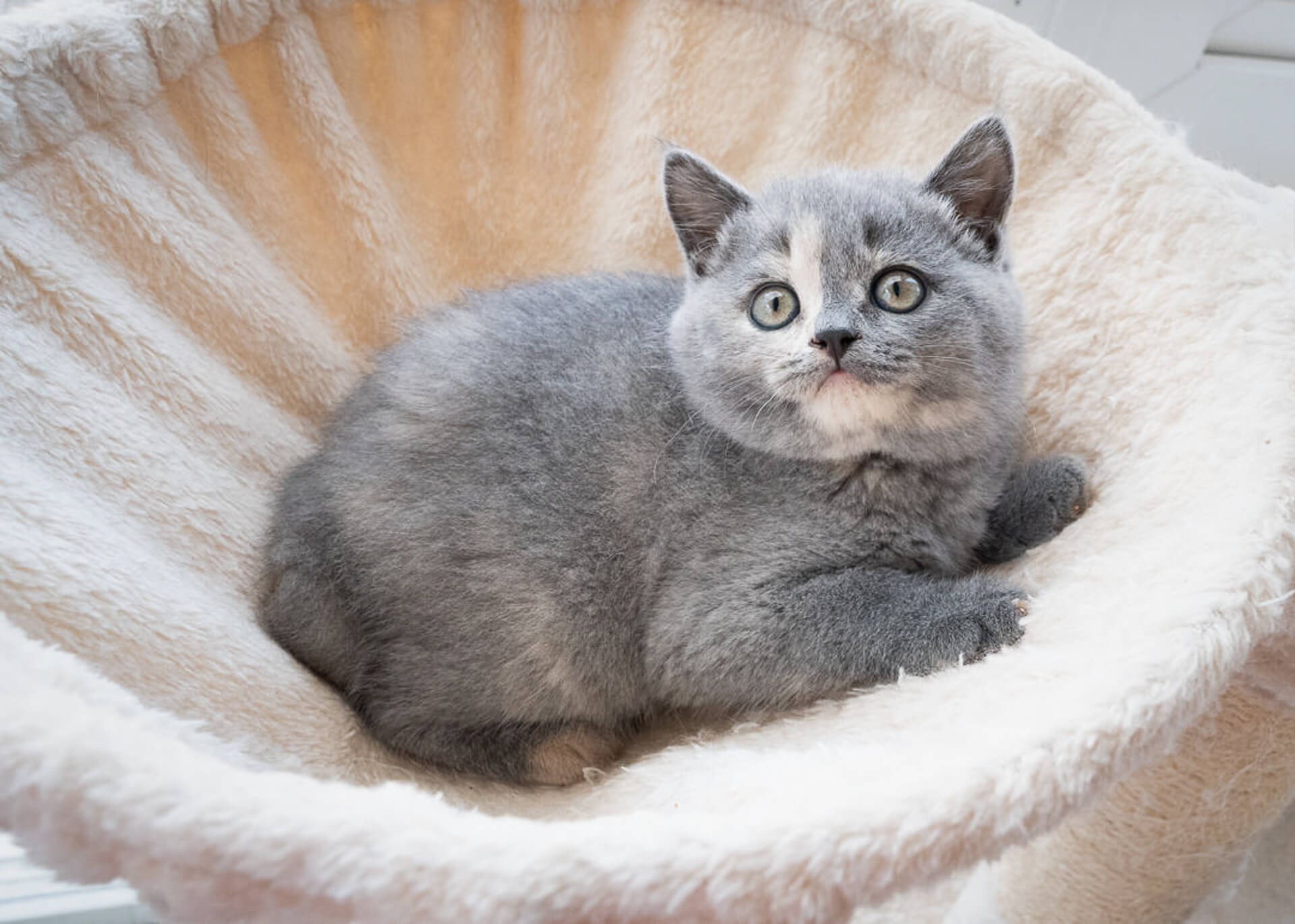 British Shorthair Kittens for Sale - Adoptapet.com - wide 7