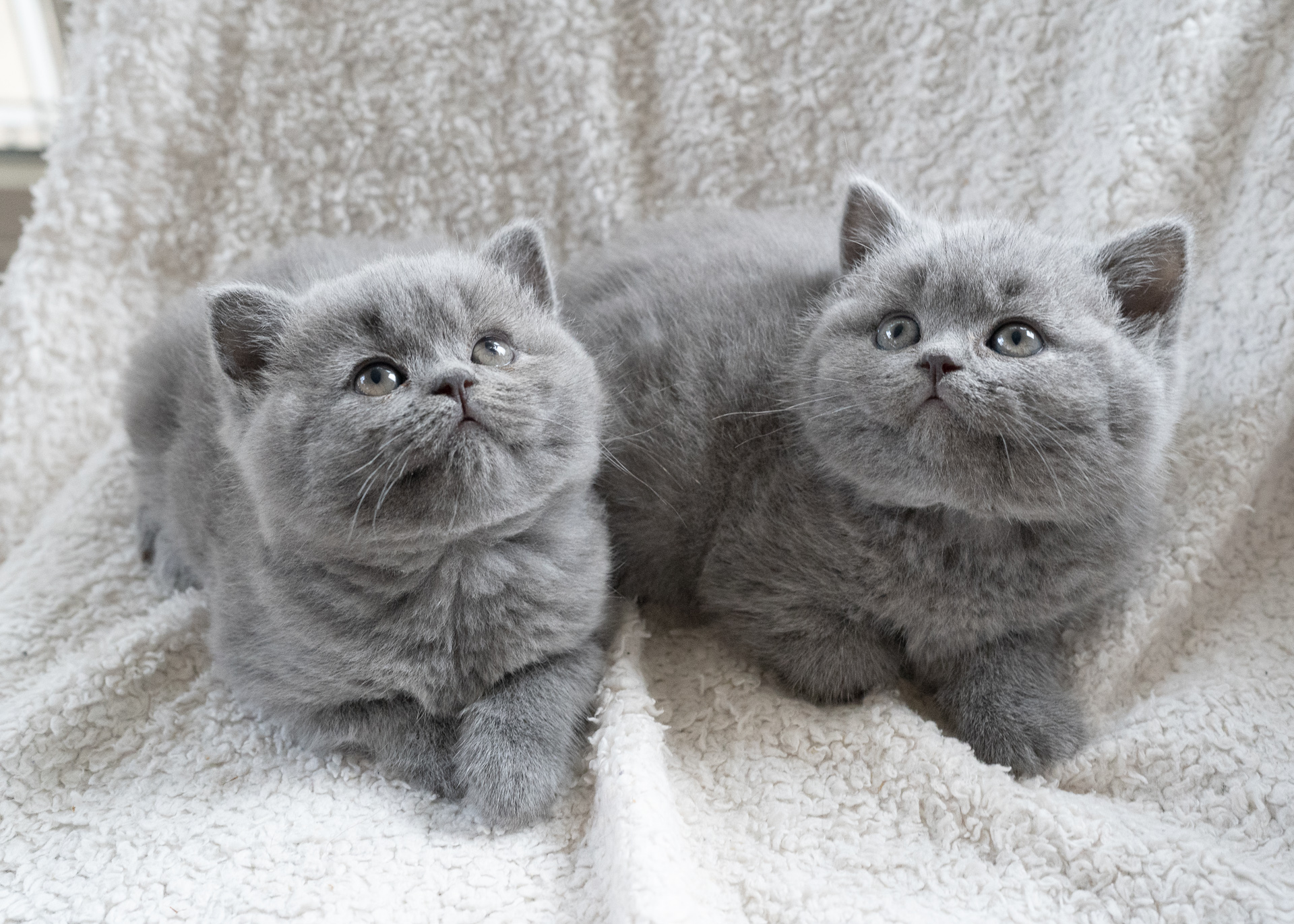 British Shorthair Kittens LunaRose British Shorthairs British Shorthair Kittens LunaRose British Shorthairs