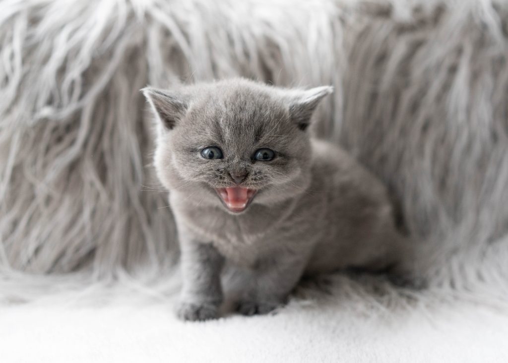 British blue kitten meowing on a fluffy blanket