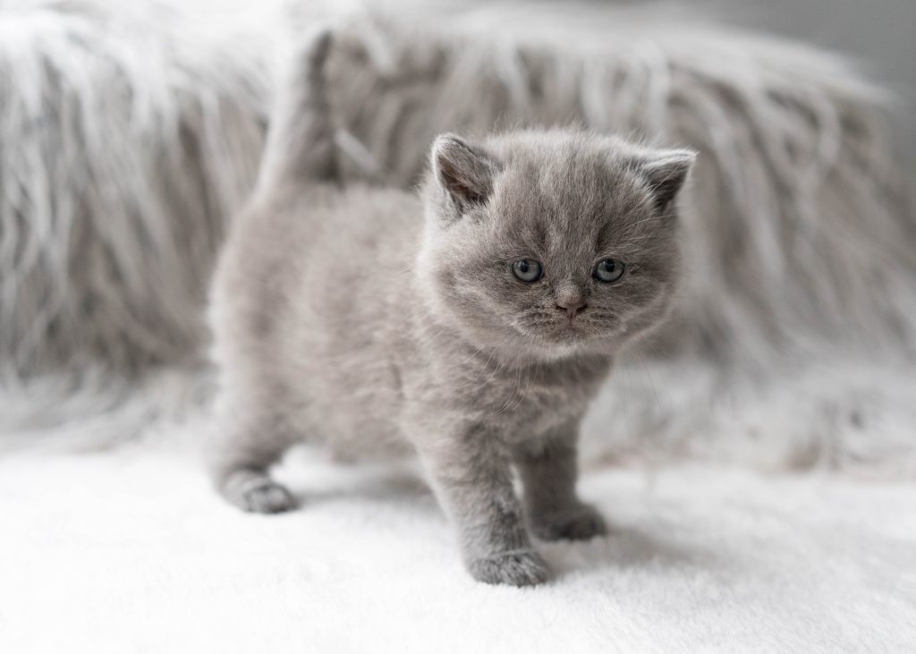 grey kitten standing on a fluffy blanket