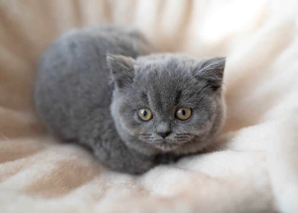 grey British shorthair kitten in a cream bed