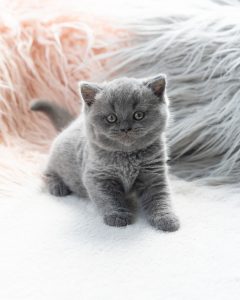 GREY KITTEN
