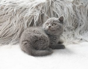 GREY KITTEN