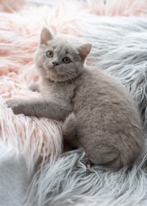 light grey kitten