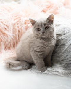 light grey kitten