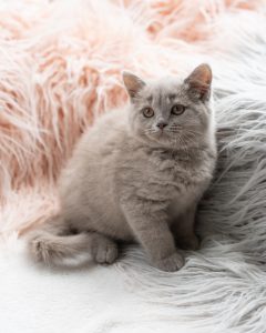 light grey kitten