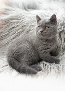 grey kitten