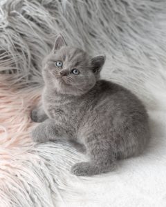 grey kitten