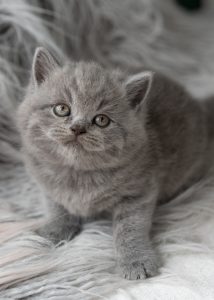 grey kitten