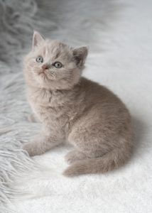light grey kitten