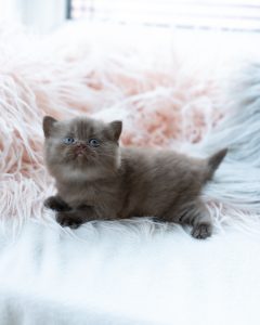 brown kitten