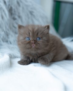 BROWN KITTEN