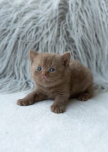 cinnamon kitten
